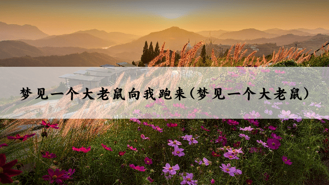 梦见一个大老鼠向我跑来(梦见一个大老鼠)