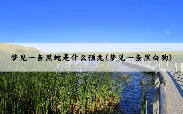 梦见一条黑蛇是什么预兆(梦见一条黑白狗)