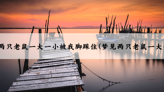 梦见两只老鼠一大一小被我脚踩住(梦见两只老鼠一大一小)