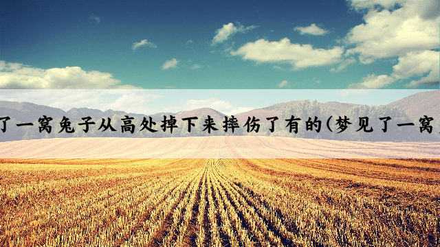 梦见了一窝兔子从高处掉下来摔伤了有的(梦见了一窝兔子)