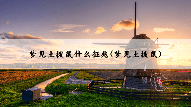 梦见土拨鼠什么征兆(梦见土拨鼠)