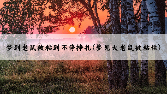 梦到老鼠被粘到不停挣扎(梦见大老鼠被粘住)