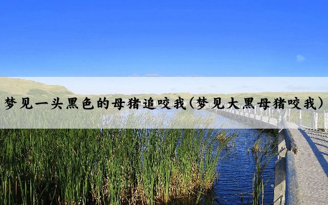梦见一头黑色的母猪追咬我(梦见大黑母猪咬我)