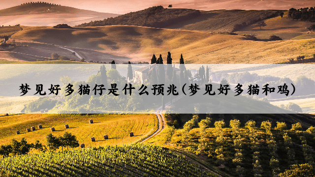 梦见好多猫仔是什么预兆(梦见好多猫和鸡)