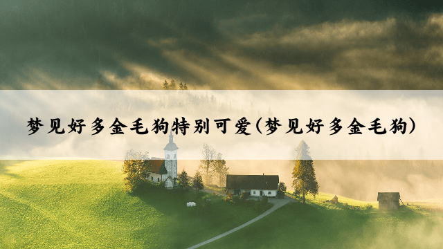 梦见好多金毛狗特别可爱(梦见好多金毛狗)